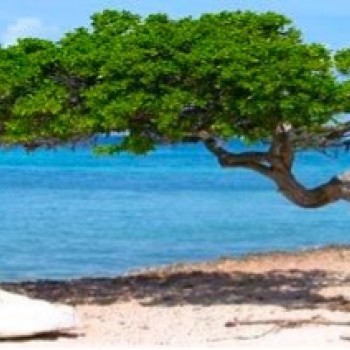 The Fofoti tree of Eagle Beach 1 | Arubiana