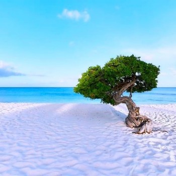 The Fofoti tree of Eagle Beach 2 | Arubiana