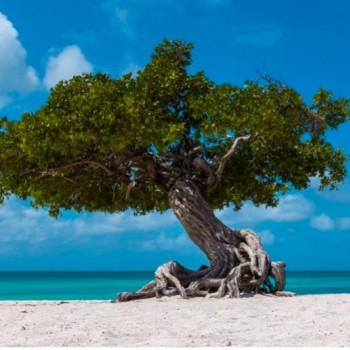 The Fofoti tree of Eagle Beach 3 | Arubiana
